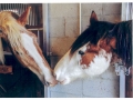 BelgianAcresHorses