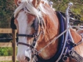 BelgianAcresHorses4