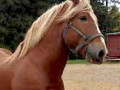 OurHorses
