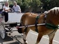 Lead a parade